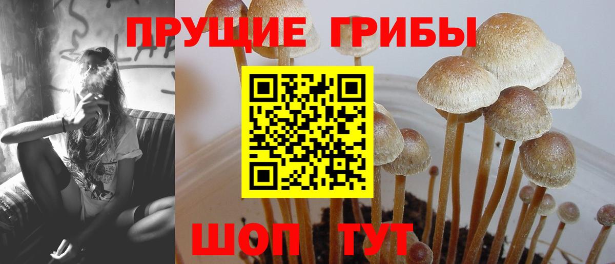 сколько стоит  Галлюциногенные грибы Psilocybe  Галлюциногенные грибы MAGIC MUSHROOMS  Вход с VPN  Углич 